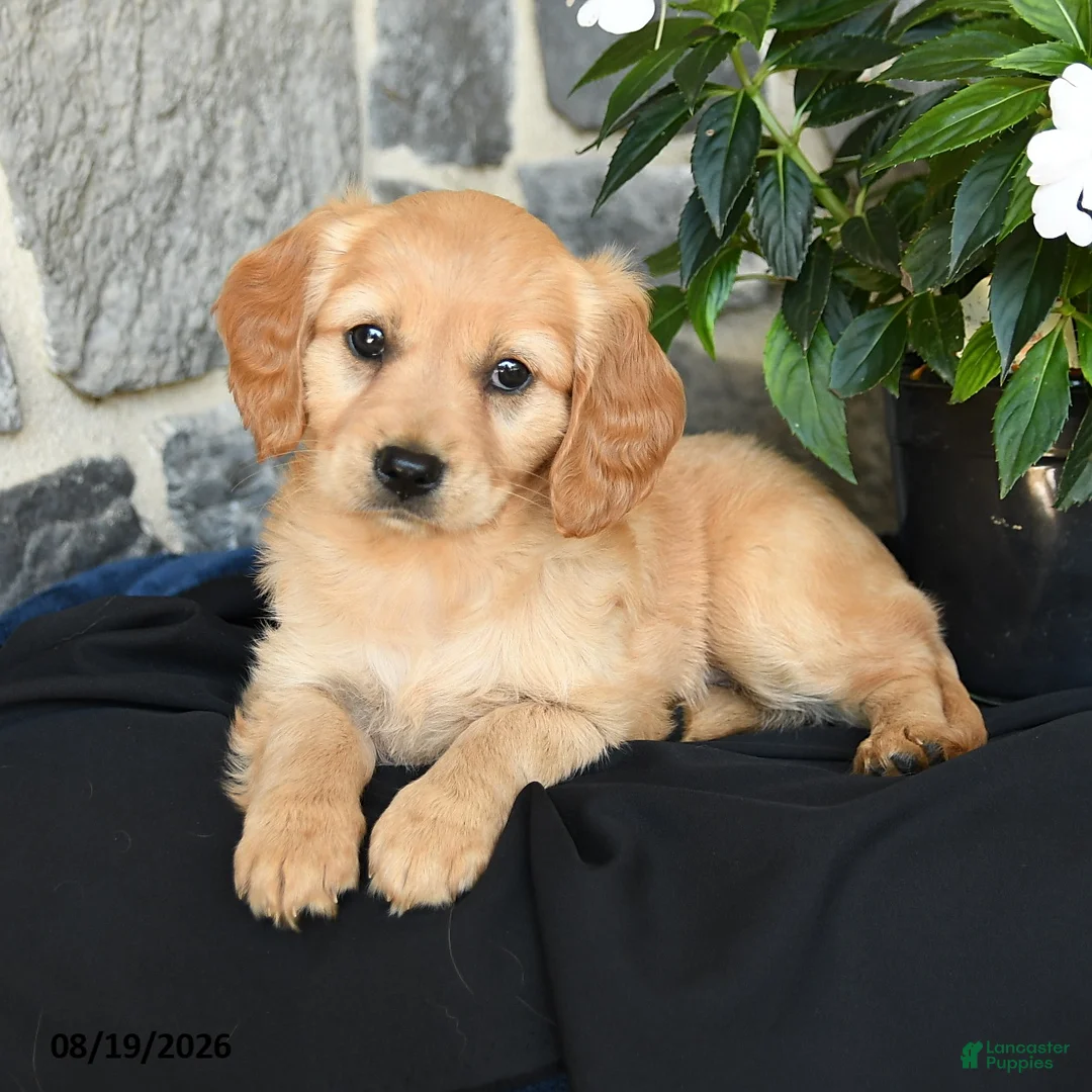 Miniature Golden Retriever dogs for sale: Winnie - Ad 2