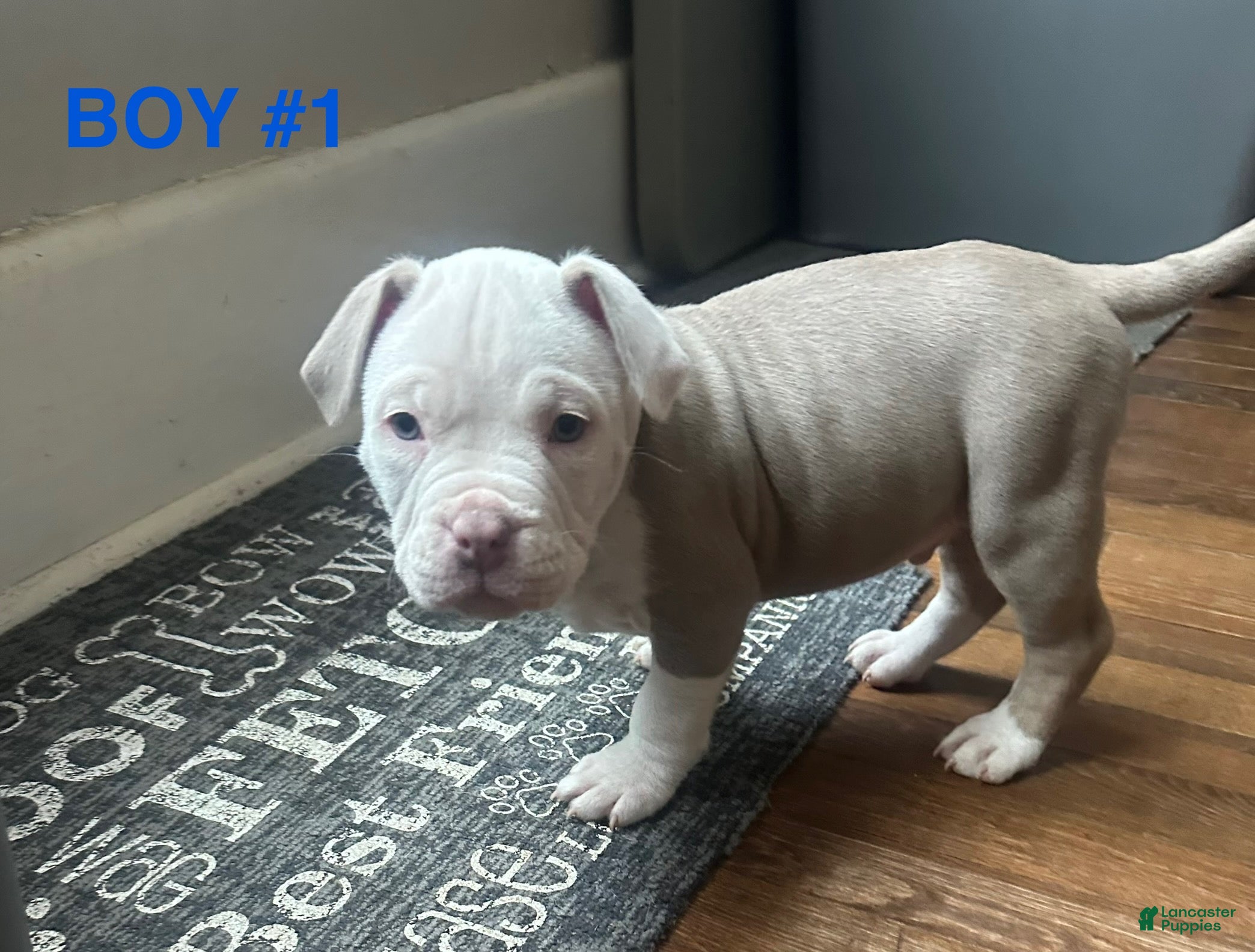 American Bully dogs for sale: American Bully Puppy 5 - Ad 2