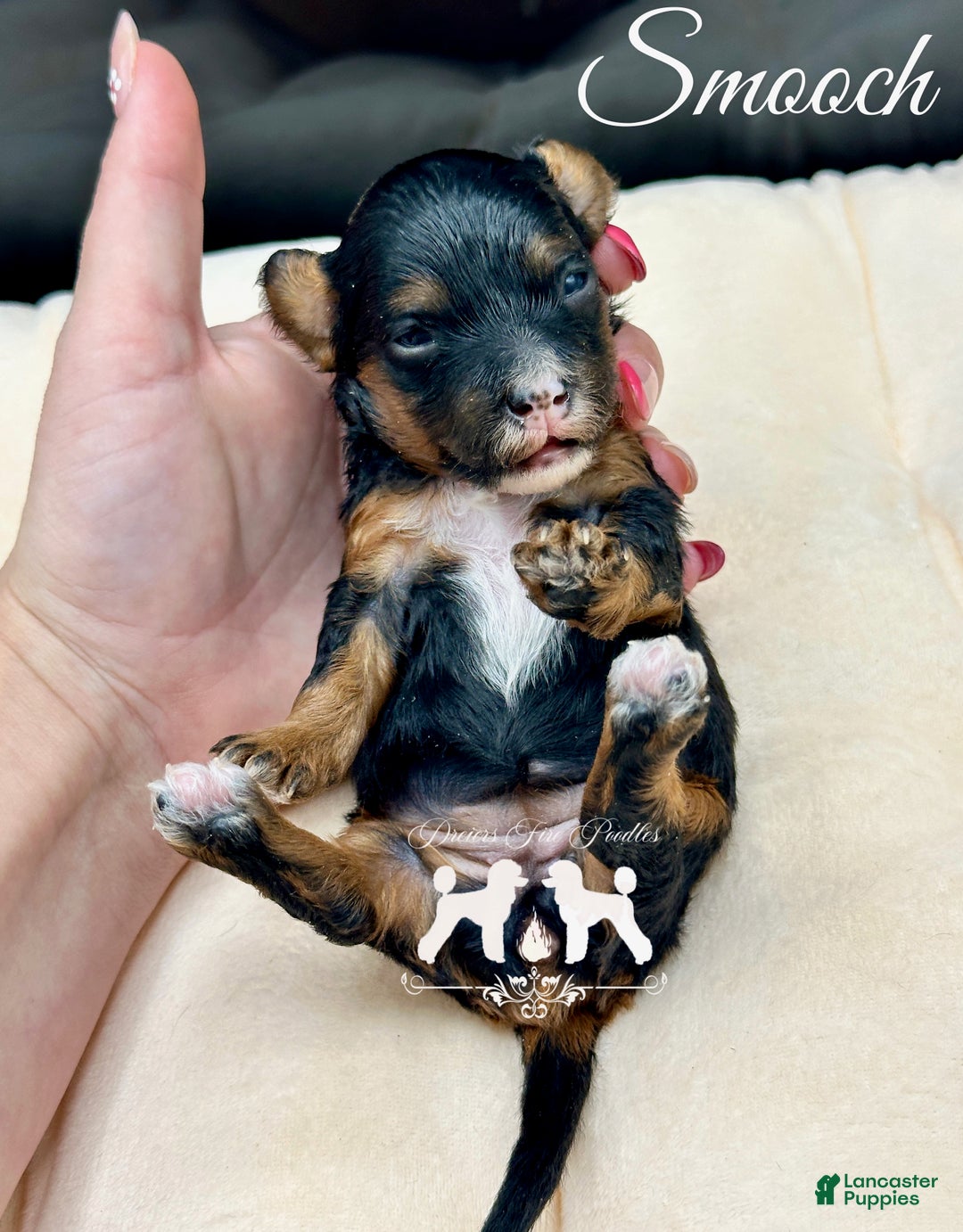 Miniature Poodle dogs for sale: Miniature Poodle Puppy 1 - Ad 1