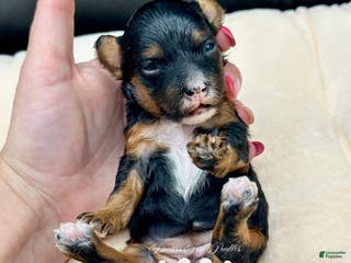 Miniature Poodle dogs Miniature Poodle Puppy 1 - Ad 1