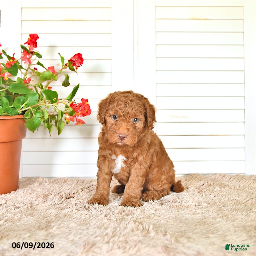 Mini Goldendoodle dogs Nate - Ad 1
