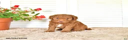 Mini Goldendoodle dogs for sale: Nate - Ad 3