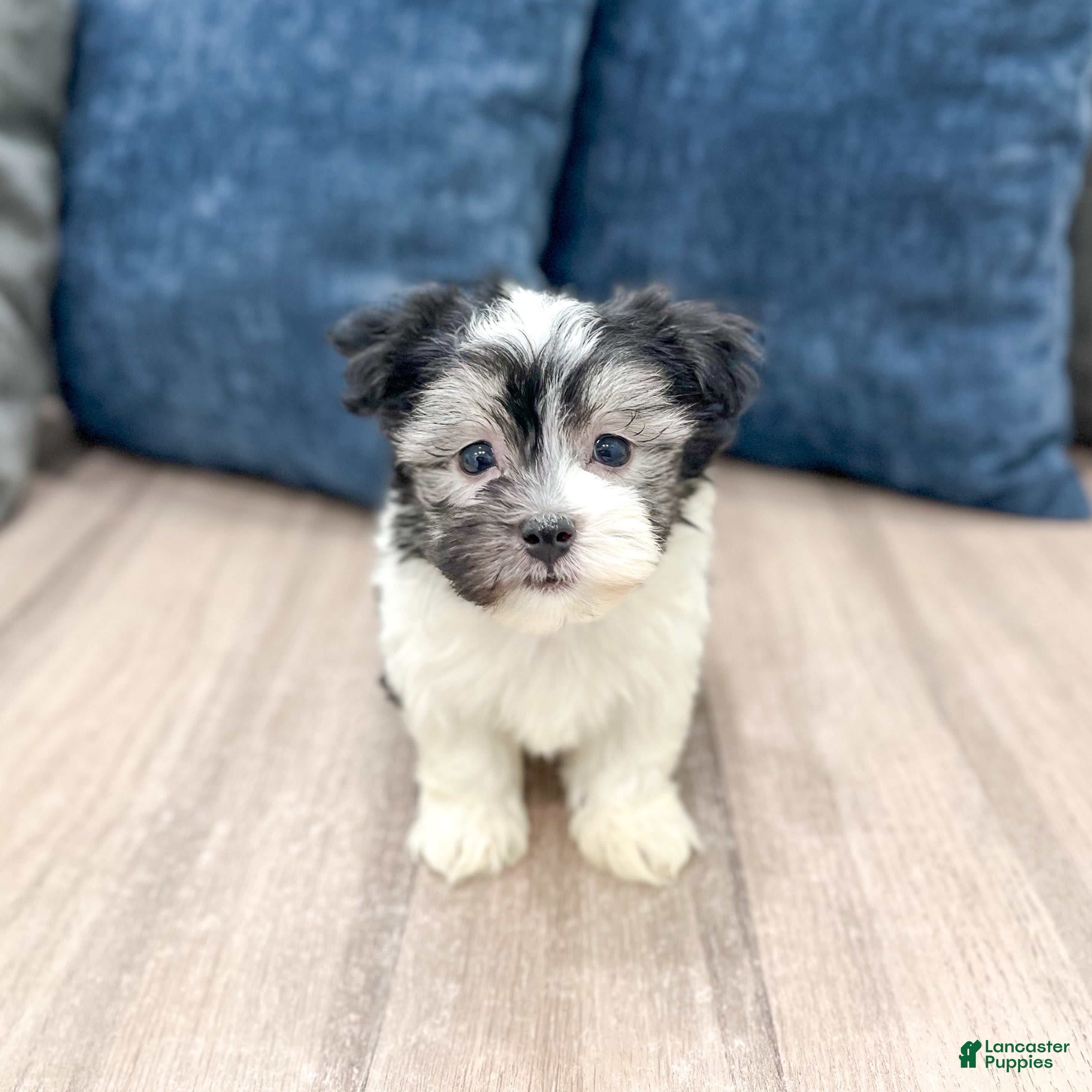 Havanese dogs Hugo - Ad 2