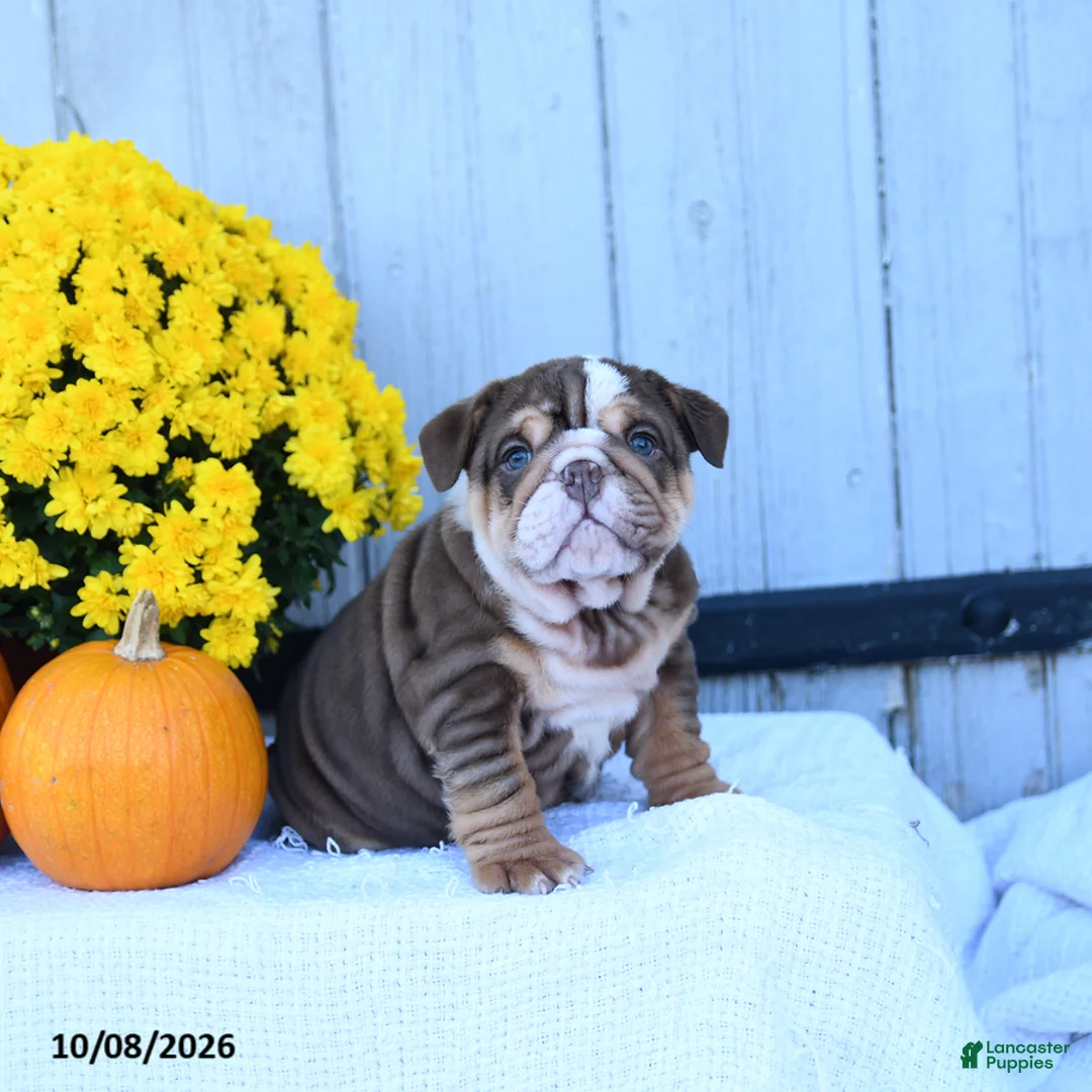 English Bulldog dogs for sale: Chip - Ad 1