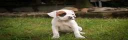 Boxer dogs for sale: Spot - Ad 3