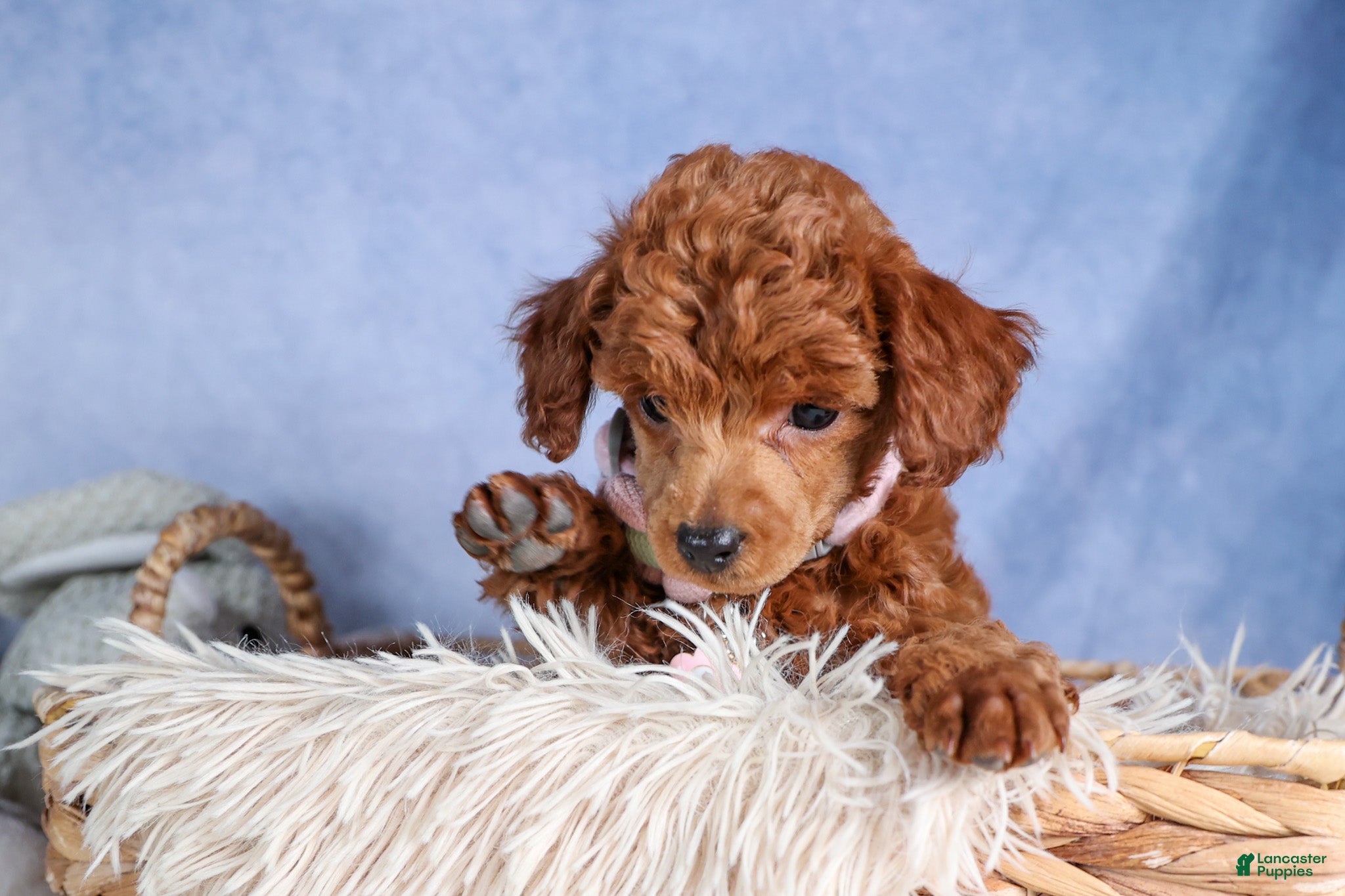 Toy Poodle dogs Tansy  - Ad 1