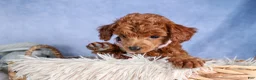 Toy Poodle dogs for sale: Tansy  - Ad 1