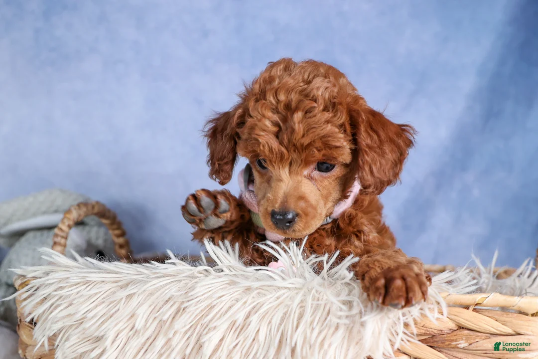 Toy Poodle dogs for sale: Tansy  - Ad 1