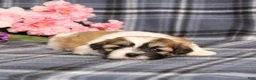 Teddy Bear dogs for sale: BJ's Rover - Ad 2