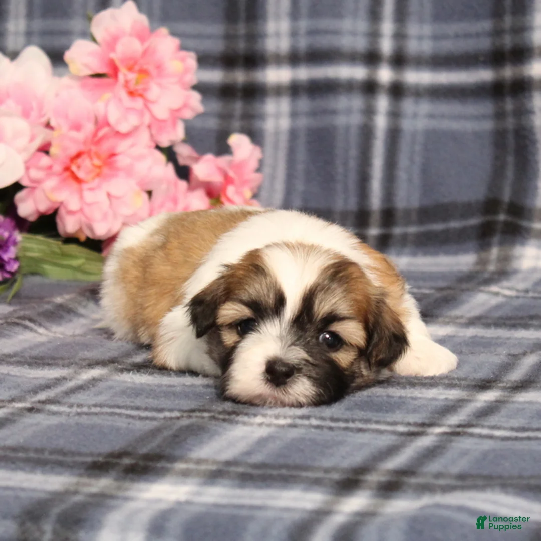 Teddy Bear dogs for sale: BJ's Rover - Ad 2