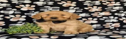 Golden Retriever dogs for sale: Moses AKC Registered - Ad 4