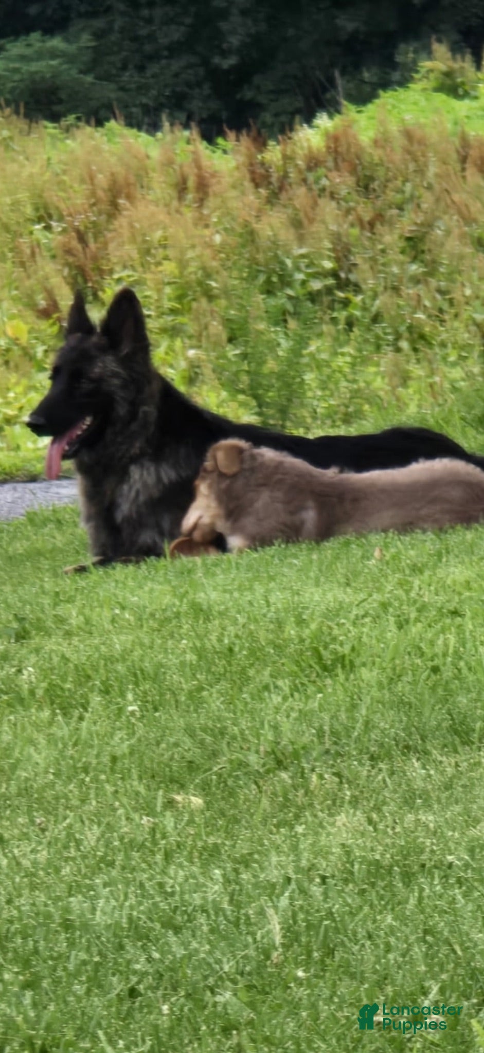 German Shepherd dogs Aurora  - Ad 2