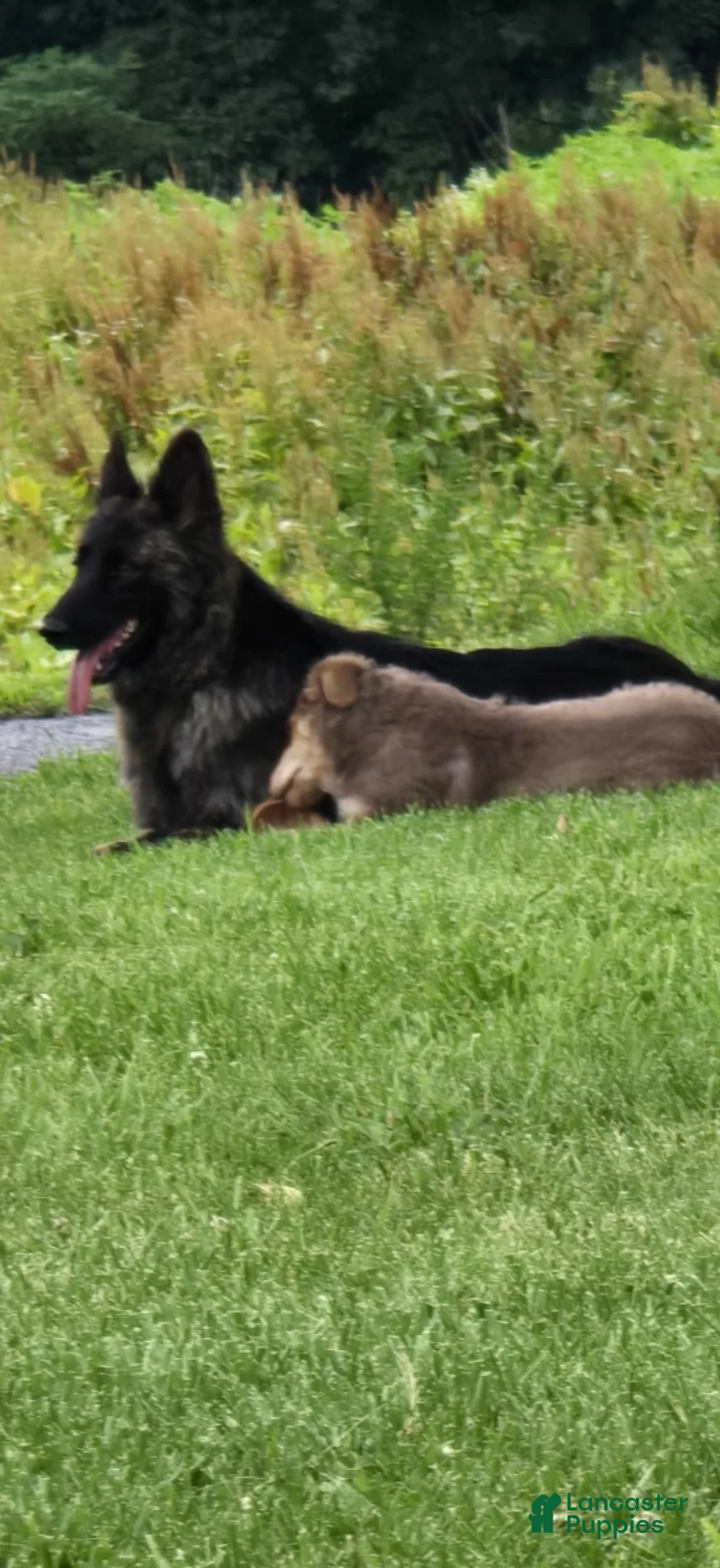 German Shepherd dogs for sale: Aurora  - Ad 2