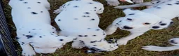 Dalmatian dogs for sale: Paige - Ad 5