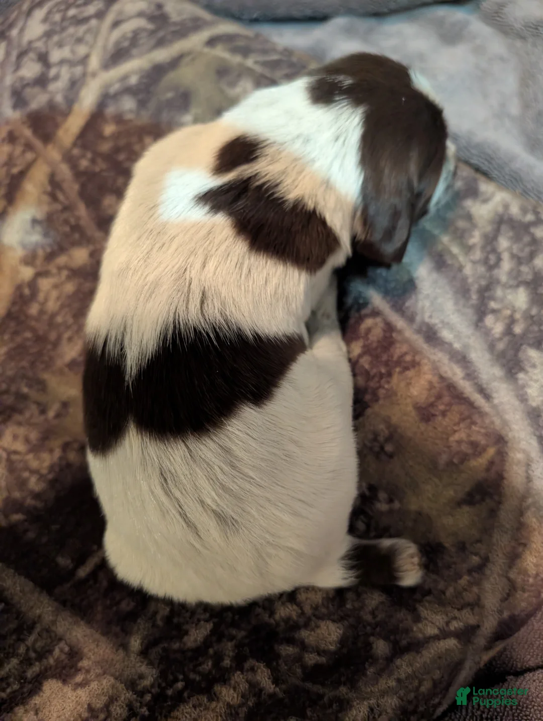 German Wirehaired Pointer dogs for sale: German Wirehaired Pointer Puppy 4 - Ad 1