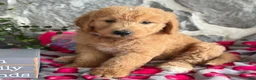 Goldendoodle dogs for sale: Nana - Ad 7