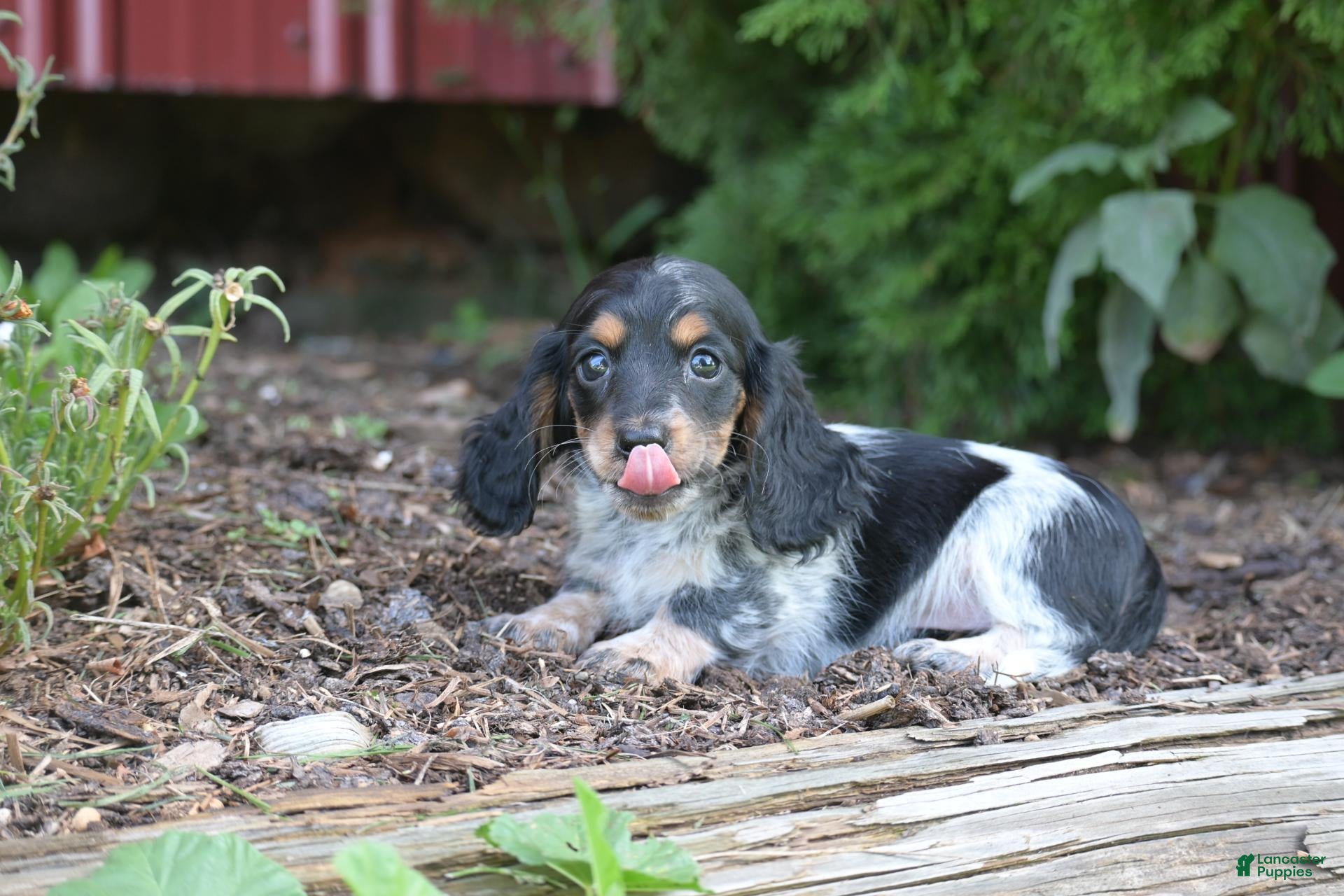 Miniature Dachshund dogs Bella - Ad 2