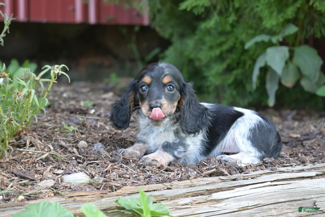Miniature Dachshund dogs for sale: Bella - Ad 2