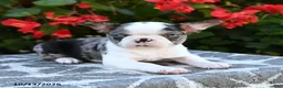 Boston Terrier dogs for sale: Yani - Ad 4