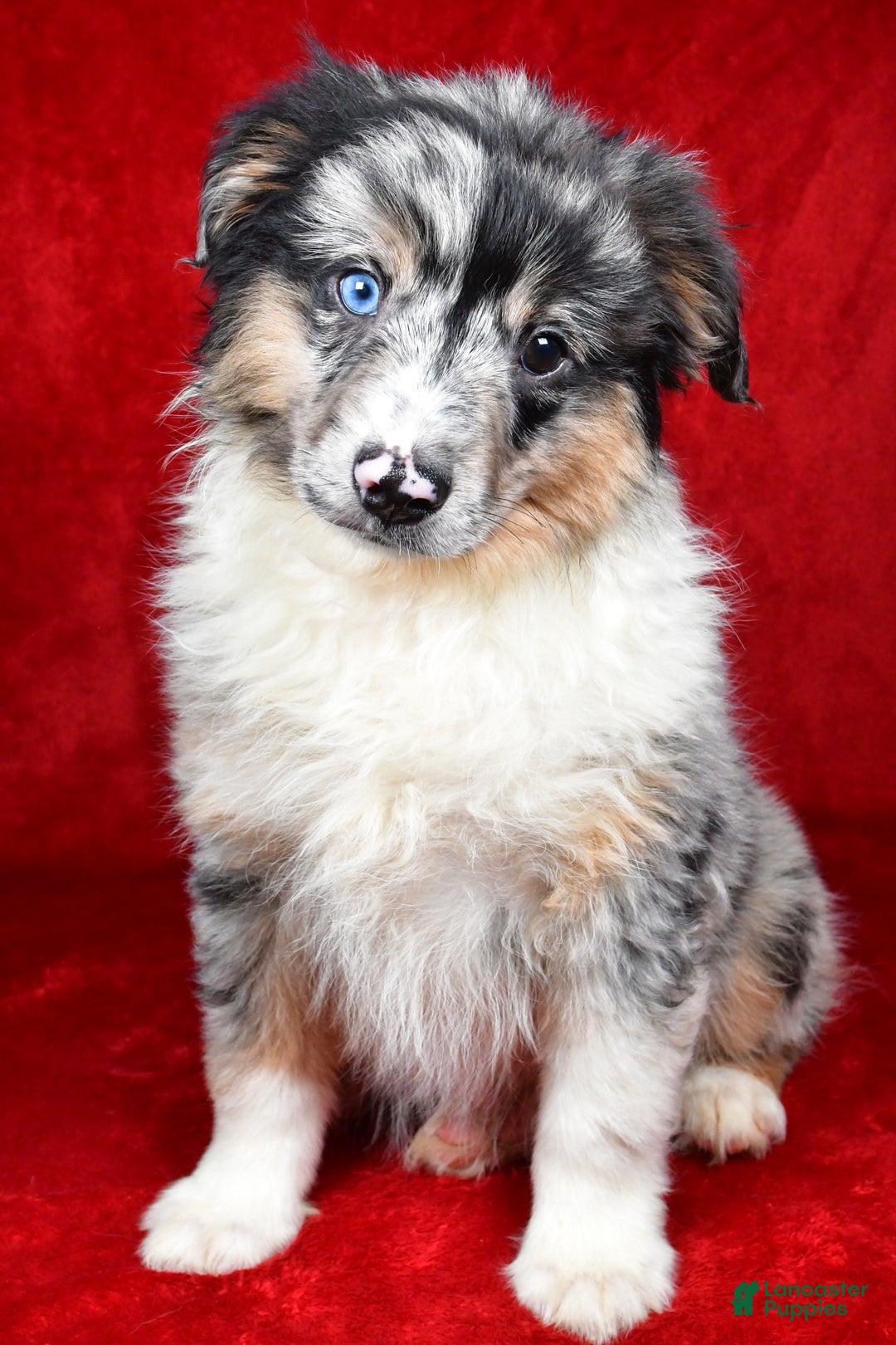 Miniature Australian Shepherd dogs for sale: Wiggles - Ad 1