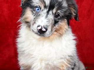 Miniature Australian Shepherd dogs Wiggles - Ad 6