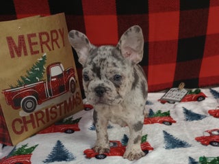 French Bulldog dogs Iyla - Ad 29