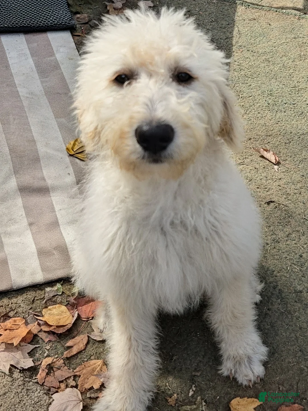 Labradoodle dogs for sale: TIA - Ad 2