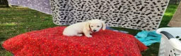 Miniature Dachshund dogs for sale: Berry - Ad 12