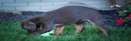 Doberman Pinscher dogs for sale: PENNY - Ad 11