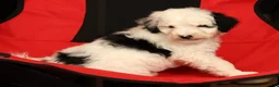 Mini Sheepadoodle dogs for sale: Finn - Ad 8