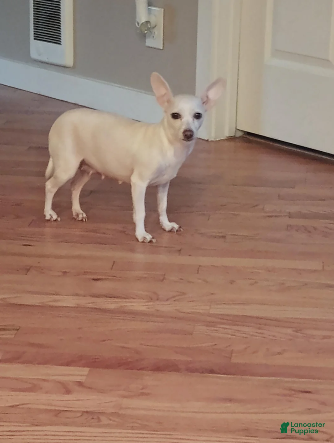 Jack Chi dogs for sale: Jack Chi 2 - Ad 2