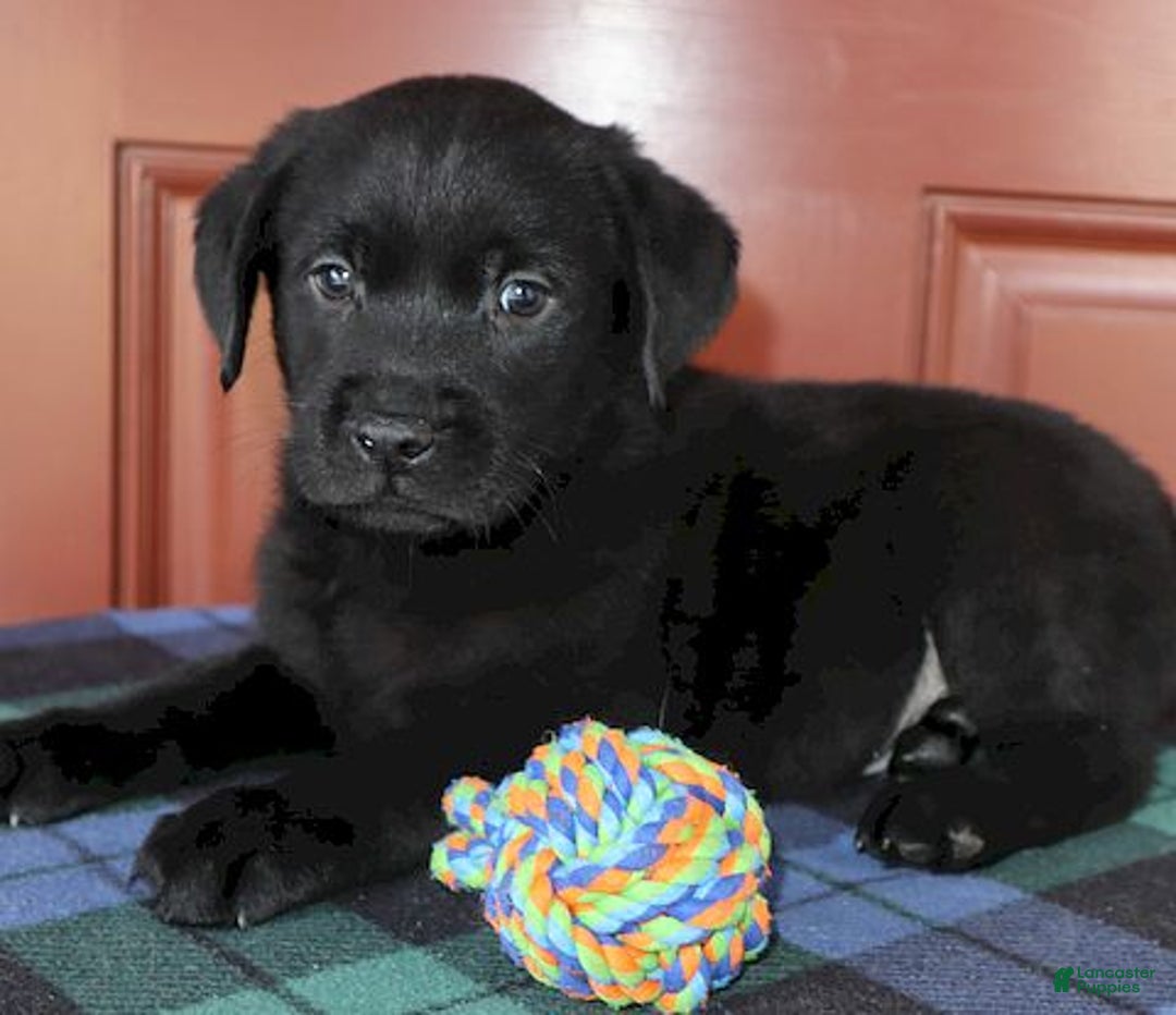 Labrador Retriever dogs for sale: Jana - Champ lines - Ad 4