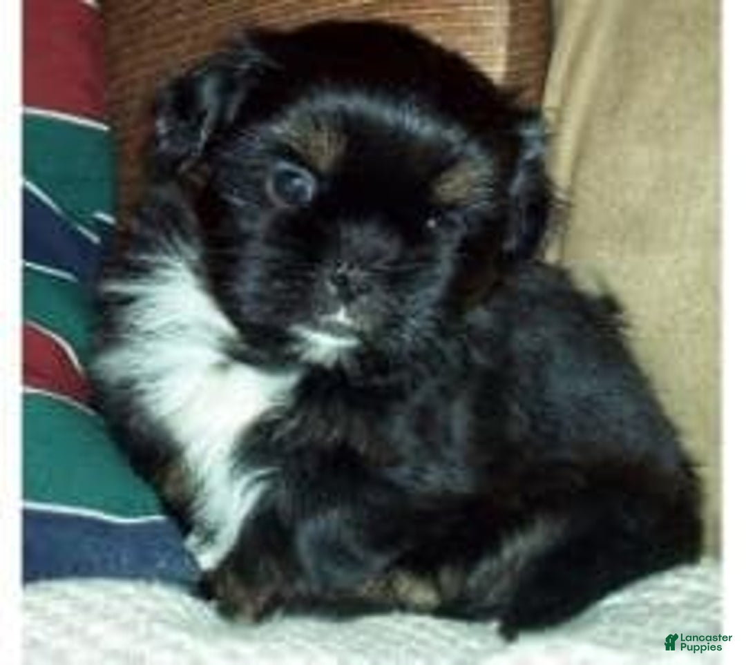 Gallery Image {{count}}