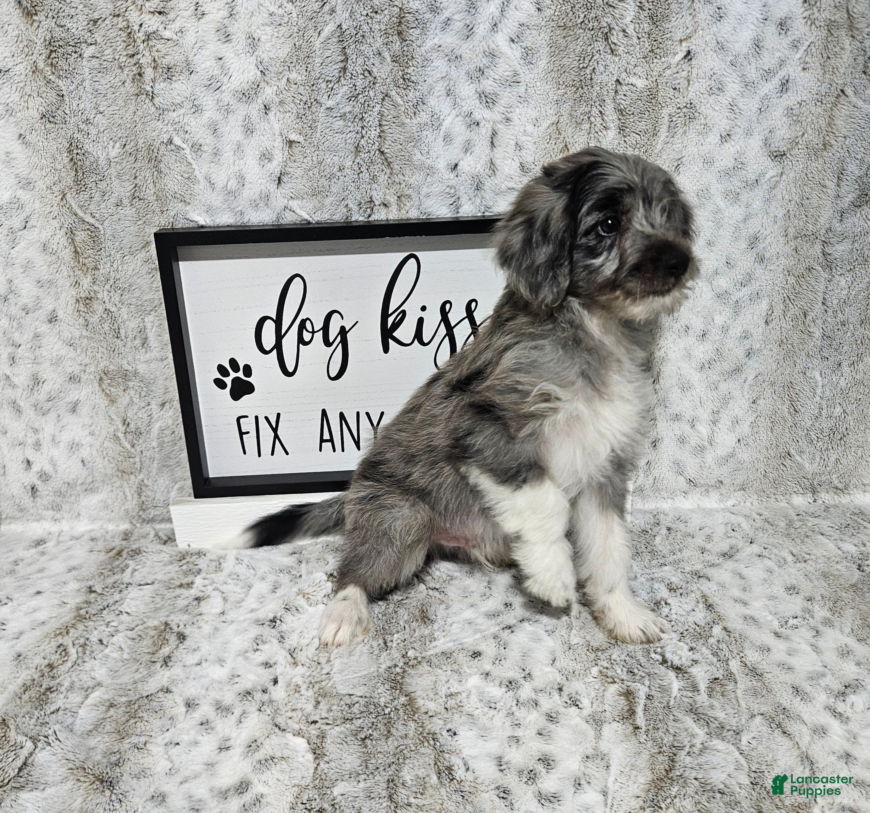 Mini Aussiedoodle dogs F1 Apple - Ad 39