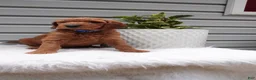Goldendoodle dogs for sale: Darrington - Ad 3