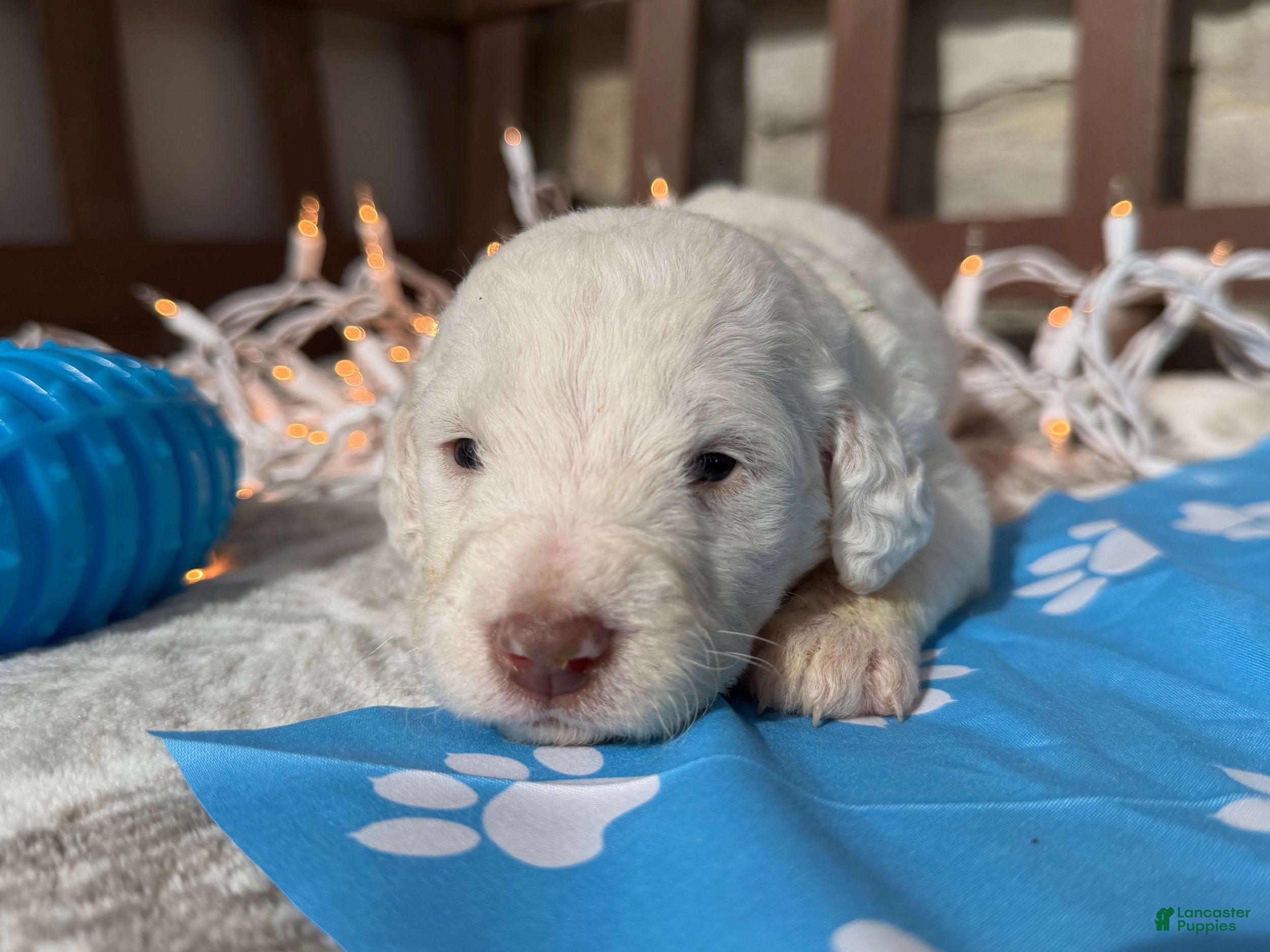 Labradoodle dogs Cedar (Boy) - Ad 2