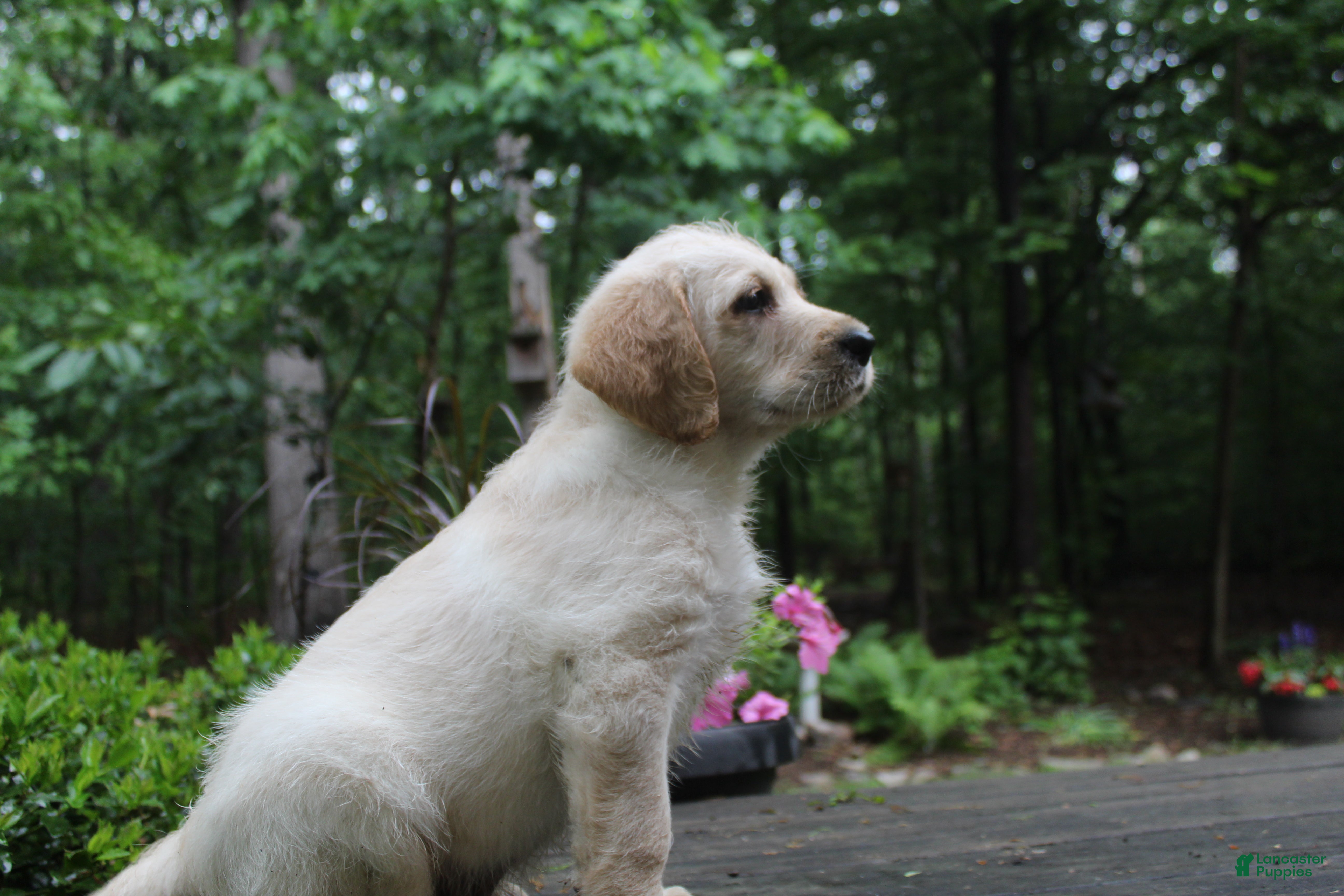 Labradoodle dogs Labradoodle Puppy 1 - Ad 2