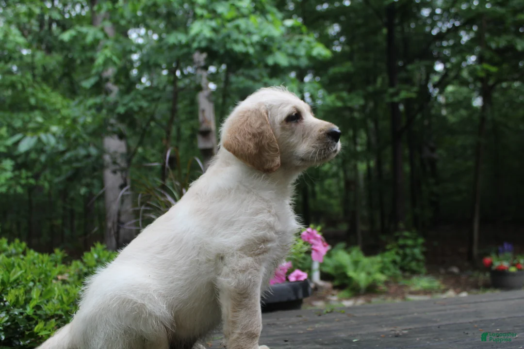 Labradoodle dogs for sale: Labradoodle Puppy 1 - Ad 2