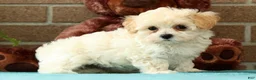 Maltipoo dogs for sale: Ashley - Ad 9