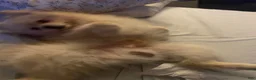 Pomeranian dogs for stud: Ares. - Ad 5