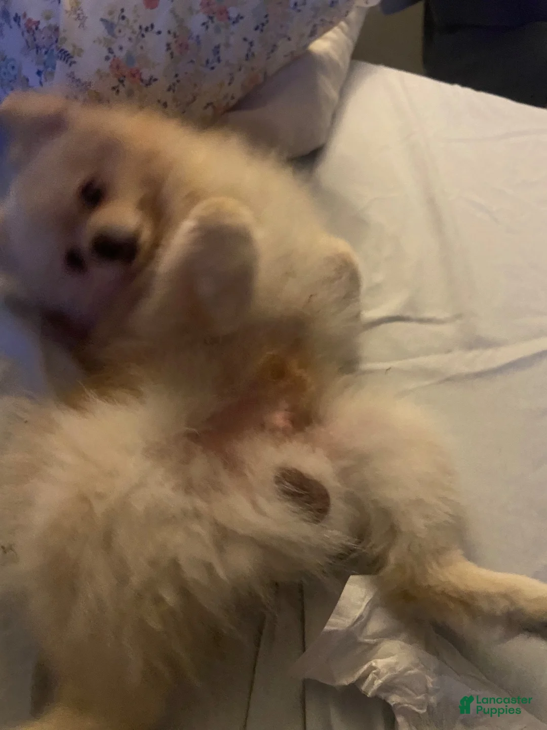 Pomeranian dogs for stud: Ares. - Ad 5