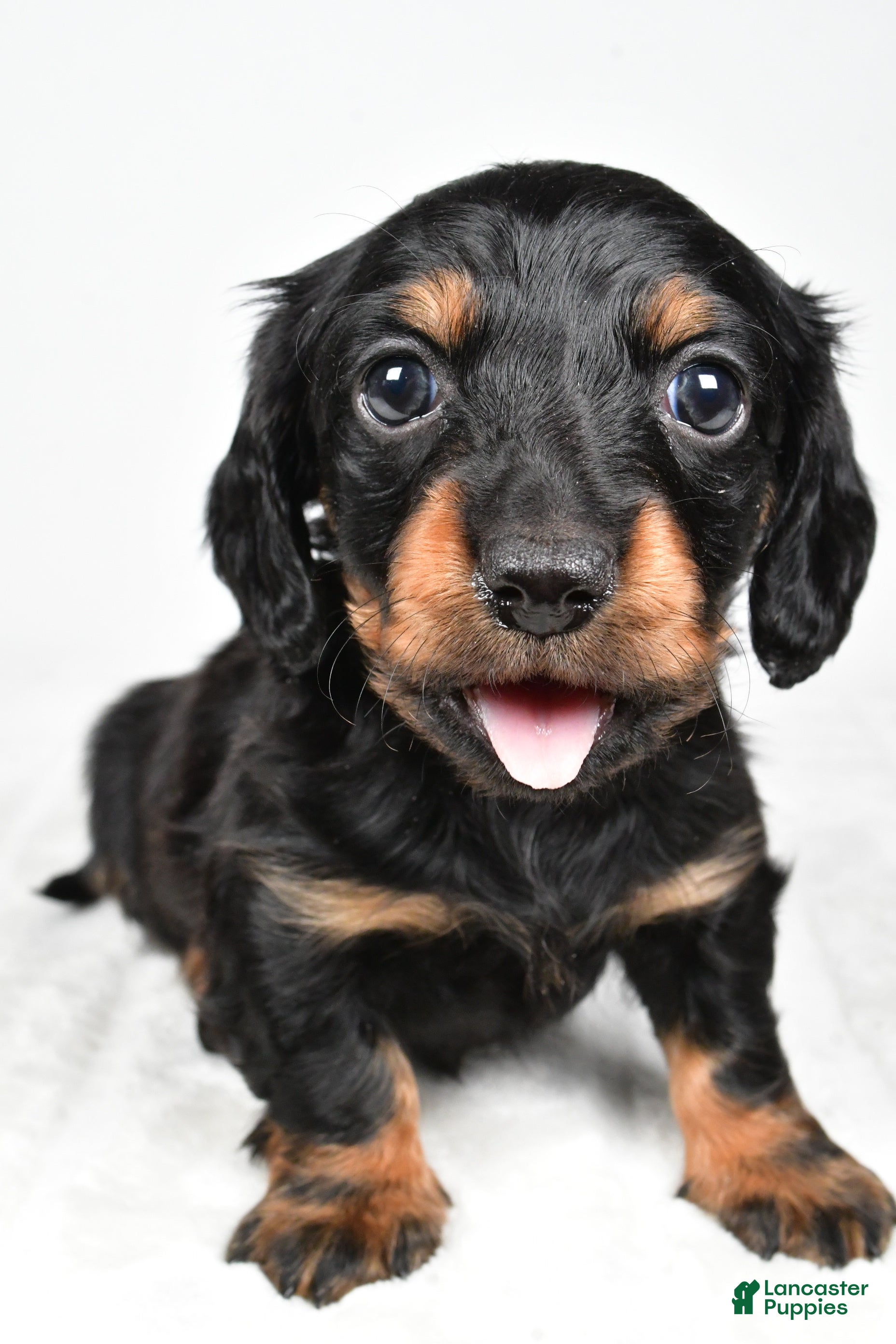 Miniature Dachshund dogs Cassidy - Ad 2