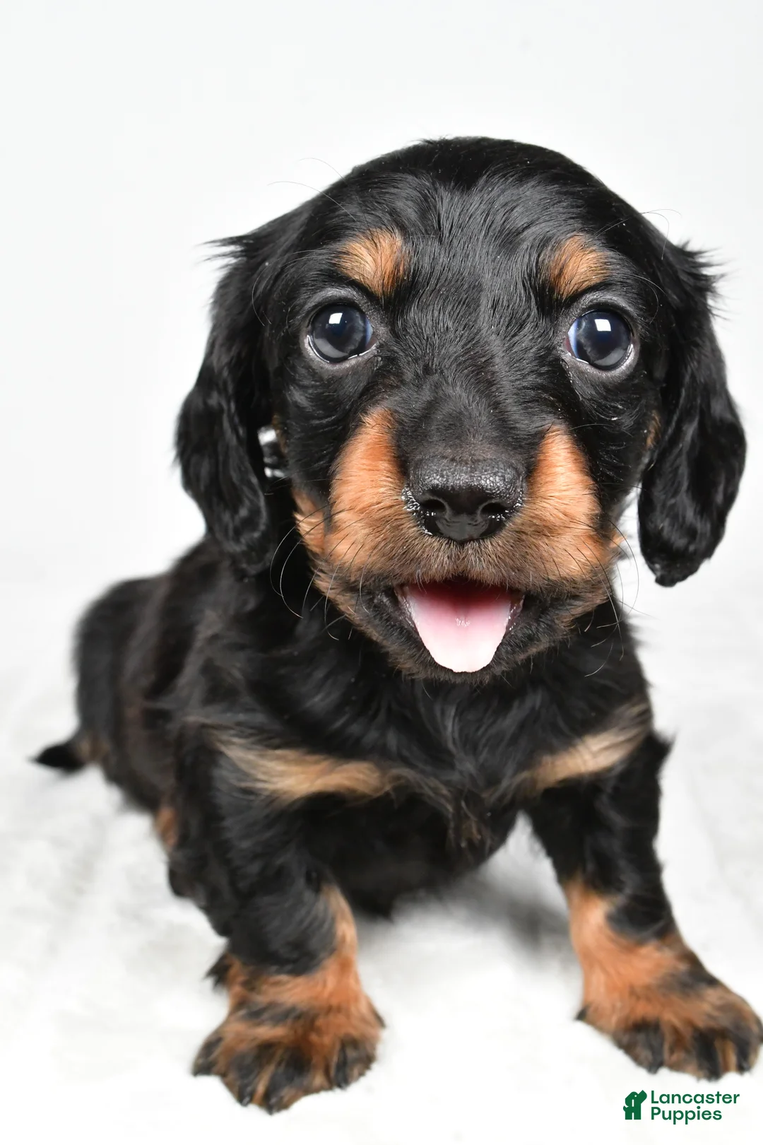 Miniature Dachshund dogs for sale: Cassidy - Ad 2