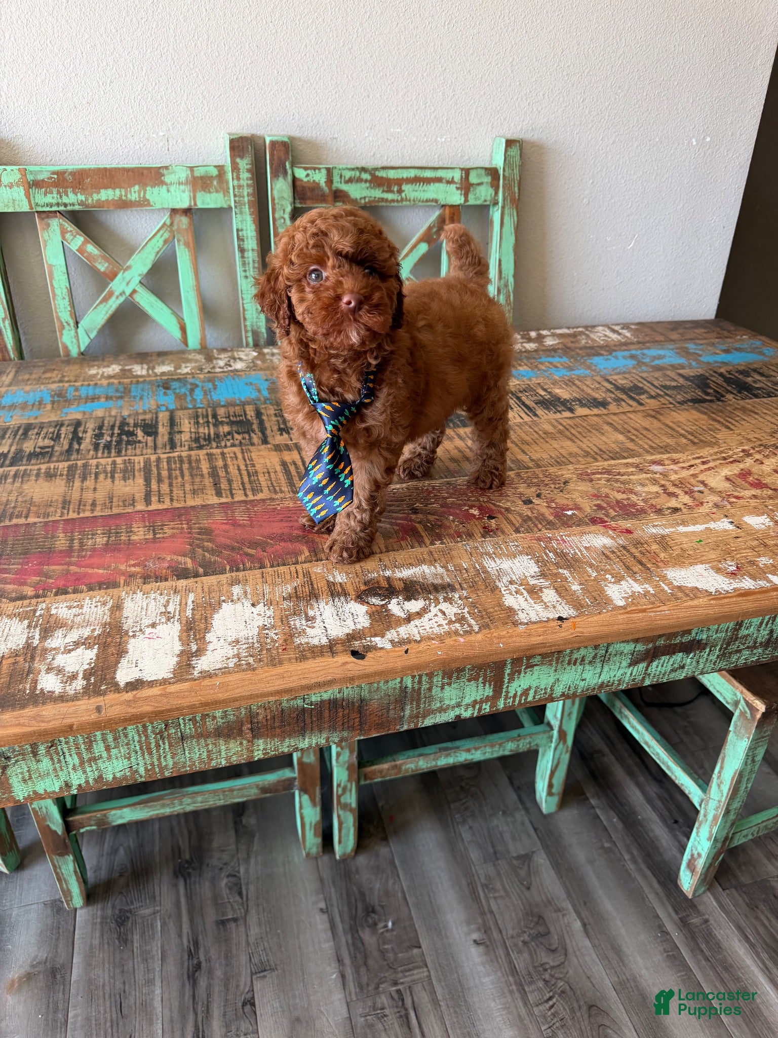 Miniature Poodle dogs Akc Clear 🧬 Tested Red Poodle Boy - Ad 20