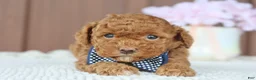 Toy Poodle dogs for sale: Firecracker - Ad 3