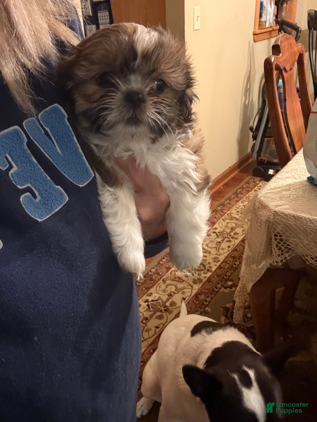 Shih Tzu dogs for sale: Shih Tzu Puppy 1 - Ad 29