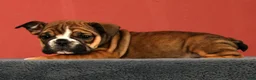 English Bulldog dogs for sale: Callie - Ad 5