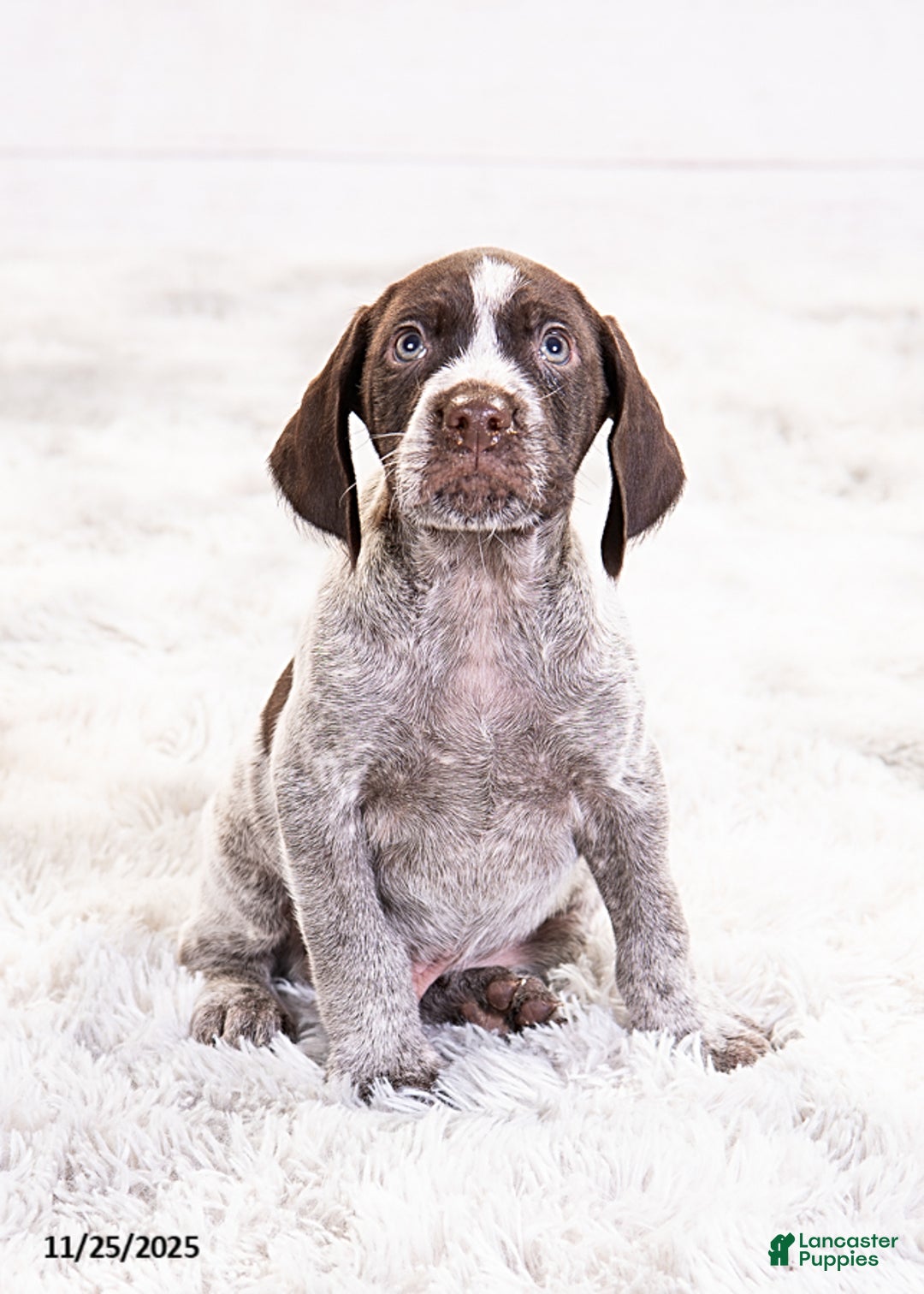 Mixed Breed dogs for sale: River - Ad 6