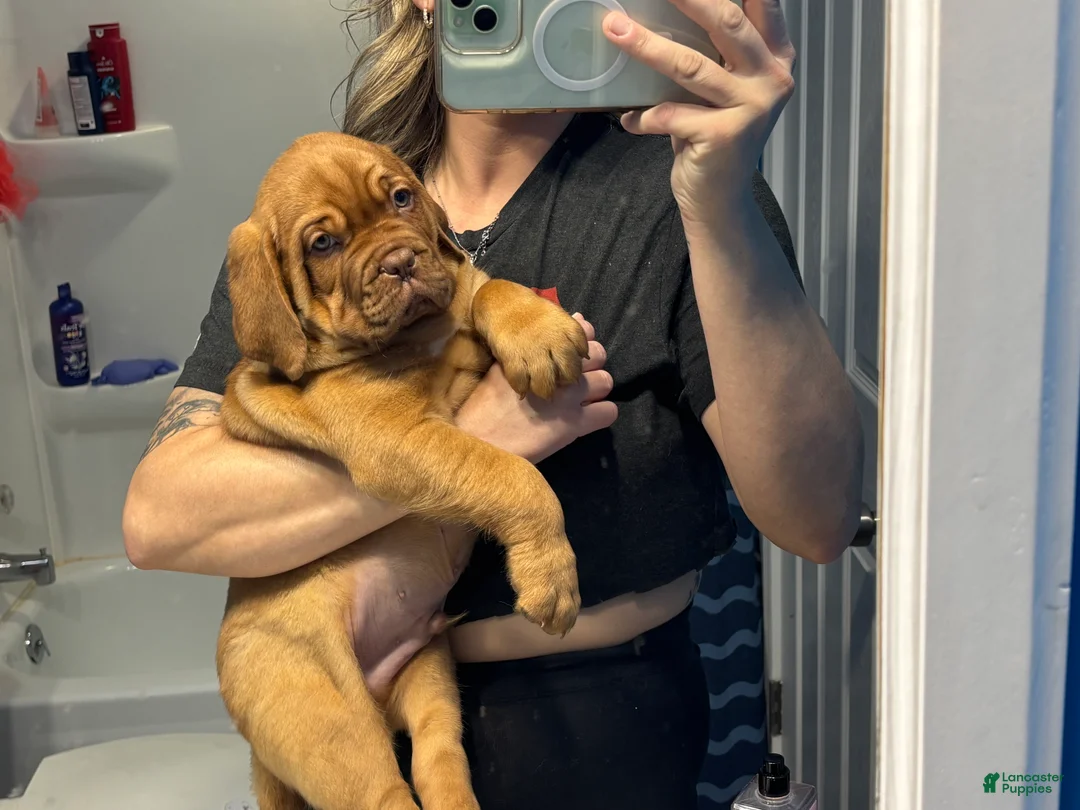 Dogue De Bordeaux dogs for sale: Dogue De Bordeaux Puppy 5 - Ad 24
