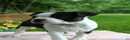 Boston Terrier dogs for sale: Iris - Ad 3